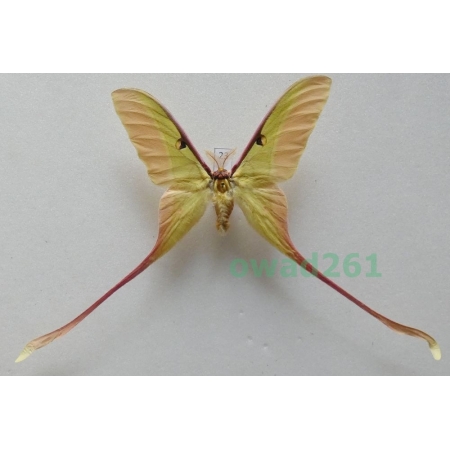Actias dubernardi (Oberthür, 1897) male ex. ovo China 79mm23